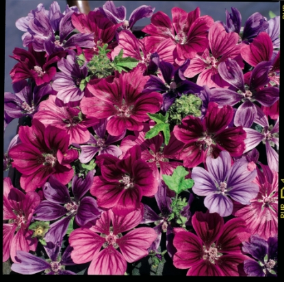 Picture of Malva - Sylvestris Mystic Merlin